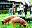 天山農場－豬寶寶文物館